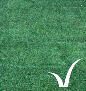 Landscape Premier turf product