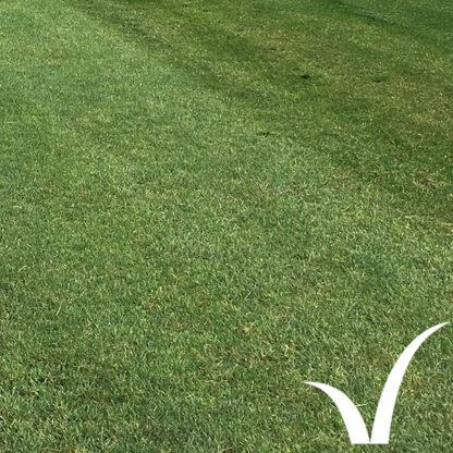 Landscape Plus Turf product