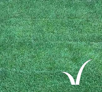 Landscape Premier turf from the Lawn Company