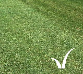 Landscape Plus turf from the Lawn Company