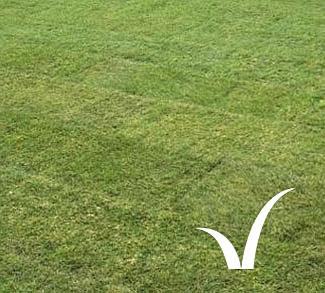 Landscape turf from the Lawn Company